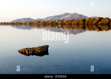 Les mangroves kalba lagoon avec montagnes en arrière-plan, EAU Banque D'Images