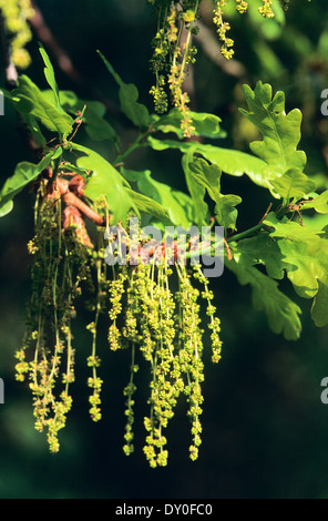 Chêne pédonculé, Oaks, blossom, zone florifère, fleur, Stiel-Eiche, Stieleiche, Eiche, Eichen, Blüten, Quercus robur, chêne commun Banque D'Images