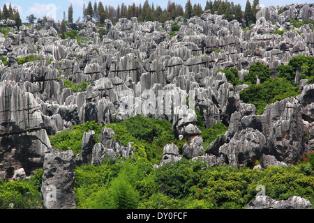 Forêt de pierre calcaire a UNESCO World Heritage Sites, Kunming Yunnan en Chine. Banque D'Images