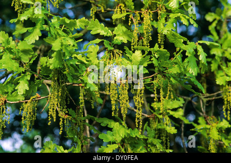 Chêne pédonculé, Oaks, blossom, zone florifère, fleur, Stiel-Eiche, Stieleiche, Eiche, Eichen, Blüten, Quercus robur, chêne commun Banque D'Images