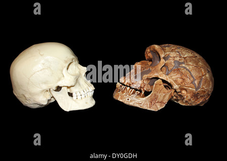 Vue de côté de l'Homo sapiens vs La Ferrassie1 Homo neanderthalensis crâne Banque D'Images