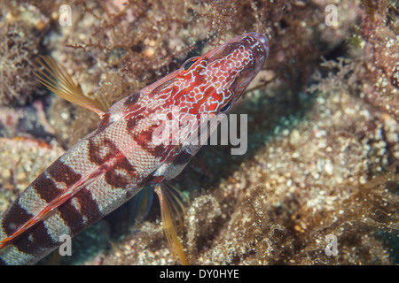 Poisson, Thorogobius Scriba, Mer Adriatique, la Croatie, l'Europe Banque D'Images