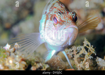 Poisson, Thorogobius Scriba, Mer Adriatique, la Croatie, l'Europe Banque D'Images