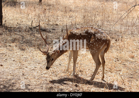 Spotted Deer de rif forest Banque D'Images