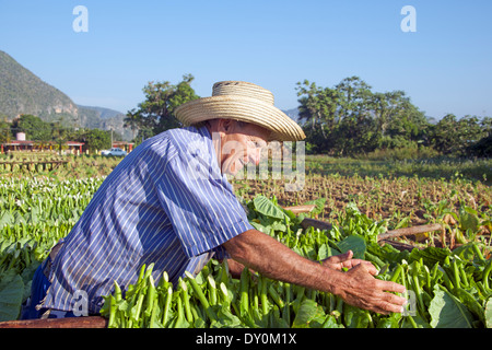 Homme pose pour le séchage des feuilles de tabac de Cuba Vinales Banque D'Images