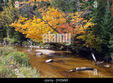 Au début de l'automne le long de la couleur de la branche Jambon Gale River, Franconia, New Hampshire. Banque D'Images