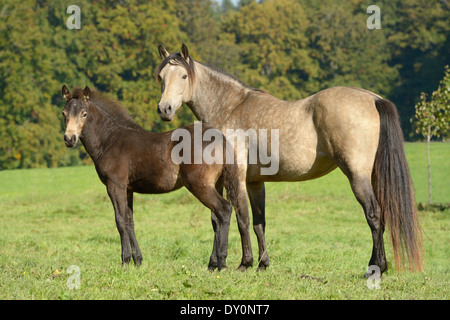 Jument poney Connemara et son poulain debout dans le champ à la fin de l'été. Banque D'Images