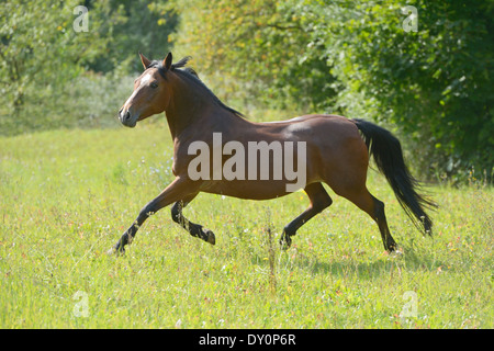 Connemara Pony trottant dans le domaine Banque D'Images