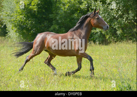 Connemara Pony trottant dans le domaine Banque D'Images