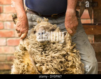 Tonte de moutons, Nouvelle-Zélande - Shepherd tenant un grand mouton par ses pattes avant sa laine tonte Banque D'Images