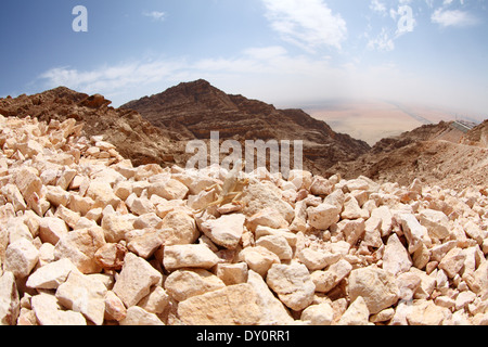 Lizerd sur le mont Djebel Hafeet, Al Ain, Émirats Arabes Unis Banque D'Images