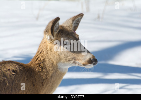 Close-up d'un cerf de Virginie au début du printemps. Banque D'Images