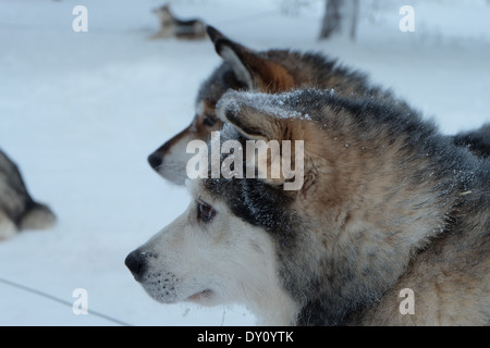 Deux chiens husky dans la neige. Head shot. Banque D'Images