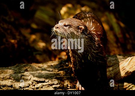 Petit-clowed Oriental Otter (Aonyx cinerea) Banque D'Images