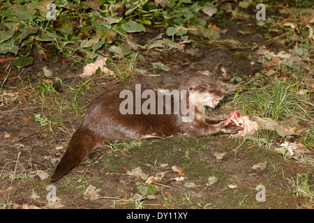 Petit-clowed Oriental Otter (Aonyx cinerea) eating prey Banque D'Images