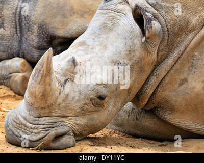 Das Breitmaulnashorn (Ceratotherium simum), le rhinocéros blanc ou square-lipped rhinoceros Head, Portrait, kopf Banque D'Images