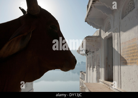 Pushkar, Rajasthan, Inde. Une vache sacrée par les ghats Banque D'Images