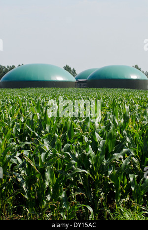 L'Allemagne de biogaz agricole et de maïs qui est utilisée comme substrat pour la fermentation Banque D'Images