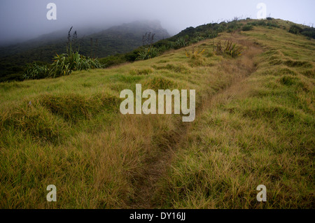 Chemin de randonnée le long d'une crête au-dessus de la mer à Tapotupotu, près de Cape Reinga, Nouvelle-Zélande Banque D'Images