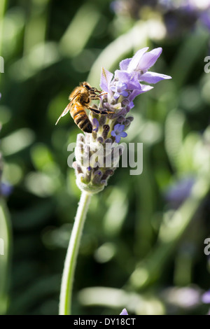 Bee gathering pollen sur des fleurs de lavande en Australie Banque D'Images