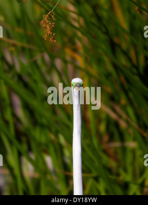 Grande Aigrette en plumage nuptial Banque D'Images