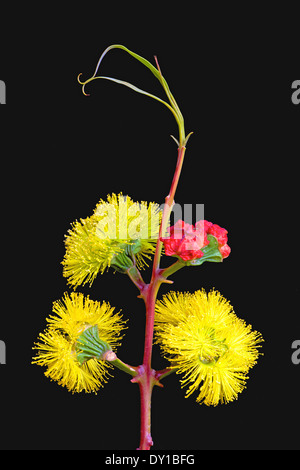 La fleur jaune, et d'écarlate des bourgeons du Illyarie Red-Capped australienne ou Gommier, Eucalyptus erythrocorys. Banque D'Images