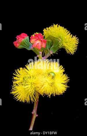 La fleur jaune, et d'écarlate des bourgeons du Illyarie Red-Capped australienne ou Gommier, Eucalyptus erythrocorys. Banque D'Images