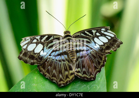 Papillon Tropical, Bleu Clipper (Parthenos sylvia lilacinus) Banque D'Images