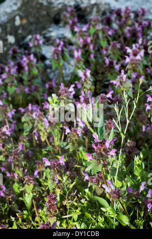 (Lamier Lamium purpureum) en fin d'après-midi la lumière. Spring meadow. Banque D'Images