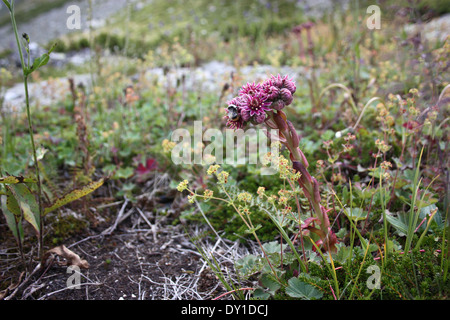 Plante Saxifrage et abeille recueille nectar Banque D'Images
