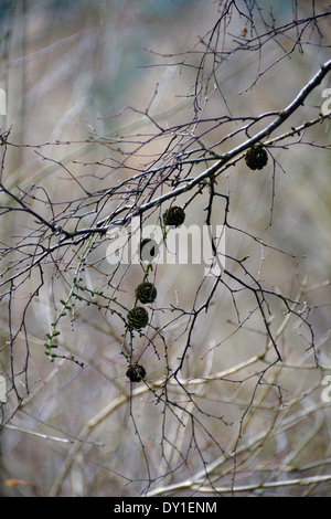 Cônes de pin en hiver. Clyde Valley Woodlands National Nature Reserve, chutes de la Clyde, Lanarkshire, Écosse, Royaume-Uni. Banque D'Images