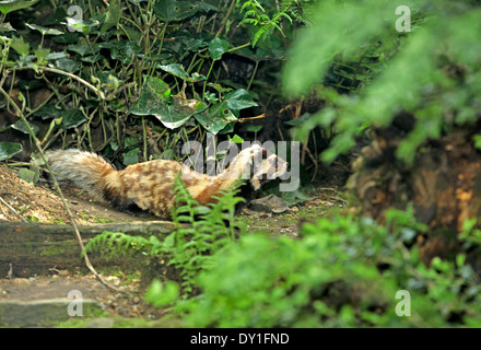 Le putois marbré (Vormela européenne peregusna) dans l'habitat naturel Banque D'Images