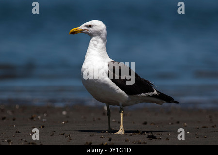 Un Kelp Gull (Larus vetula) à Walvis Bay, Namibie Banque D'Images