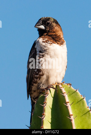 Un Bronze Mannikin Spermestes (cucullata) à l'Jardins Botaniques de Durban, KwaZulu-Natal, Afrique du Sud Banque D'Images