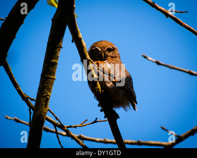 Jungle Owlet (Glaucidium radiatum) dans le parc national de Bardia, Népal Banque D'Images