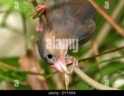 L'Asie mineur ou Java Java Sparrow Finch (Padda oryzivora) alias Javan oiseaux Riz. Banque D'Images