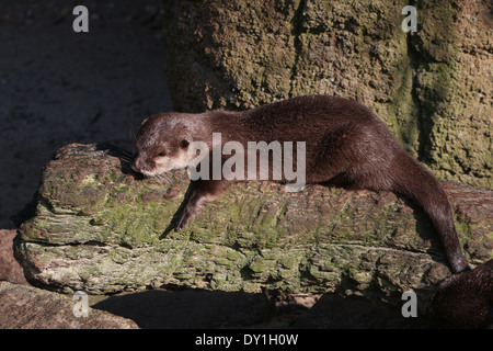 Oriental ou loutre Cendrées Asiatiques (Aonyx cinereus) bronzer près de bord de l'eau Banque D'Images