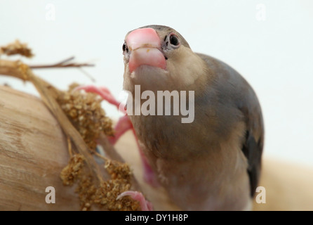 Java ou Java Sparrow juvénile Finch (Padda oryzivora) alias Riz Java et Java Sparrow Oiseaux Riz Banque D'Images