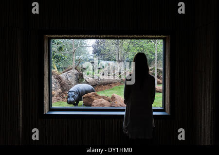 Londres, Royaume-Uni. 3 avril, 2014. Les hippopotames pygmées, découvrir leur nouvelle maison à en Afrique à ZSL London Zoo Credit : Piero Cruciatti/Alamy Live News Banque D'Images