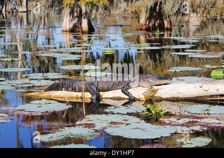 Breaux Bridge ou les terres humides marécageuses, Alligator, Lafayette, Louisiane, USA Banque D'Images