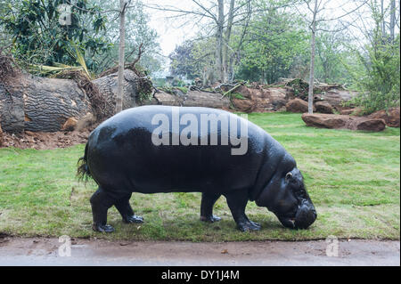 Londres, Royaume-Uni. 3 avril, 2014. Les hippopotames pygmées, découvrir leur nouvelle maison à en Afrique à ZSL London Zoo Credit : Piero Cruciatti/Alamy Live News Banque D'Images