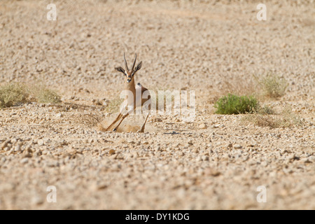 Un très rare (Gazella gazella Acacia acaciae). Photographié dans le désert Aarava, Israël Banque D'Images