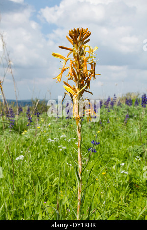 Asphodeline lutea (lance du roi, jaune Asphodèle) - dans le champ de fleurs de printemps jaune, Israël Banque D'Images