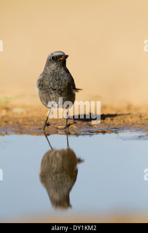 Rougequeue noir (Phoenicurus ochruros) près de l'eau, désert du Néguev, Israël Banque D'Images