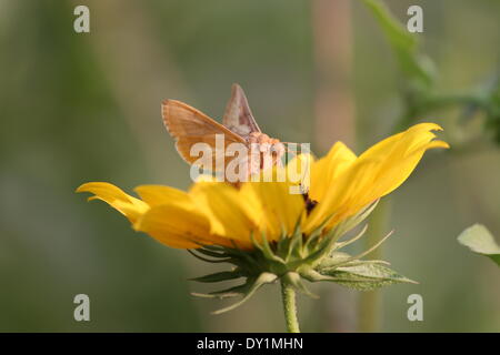 Gandhi Maidan, Patna, Bihar, Inde, 03 avril 2014. Papillon commun bénéficie d'au coucher du soleil de printemps à tournesol. Credit : Rupa Ghosh/ Alamy Live News. Banque D'Images