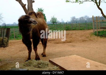 Londres, Royaume-Uni. 3 avril 2014. Un chameau mange unpeturbed par le sable du Sahara qui causent le smog à Londres la pollution rendant le minaret de la mosquée de Regent's Park à peine visible derrière lui Crédit : Rachel Megawhat/Alamy Live News Banque D'Images
