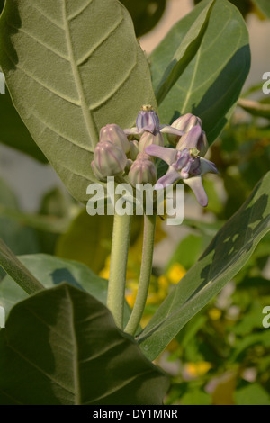 Calotropis flower Banque D'Images