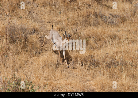 (Gazelle la Gazelle gazelle). Photographié dans la basse Galilée, Israël. Banque D'Images