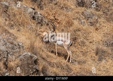 (Gazelle la Gazelle gazelle). Photographié dans la basse Galilée, Israël. Banque D'Images