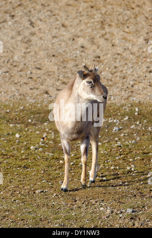 Mouflon (Ovis aries gmelini) est une sous-espèce groupe du mouflon Ovis orientalis. Banque D'Images